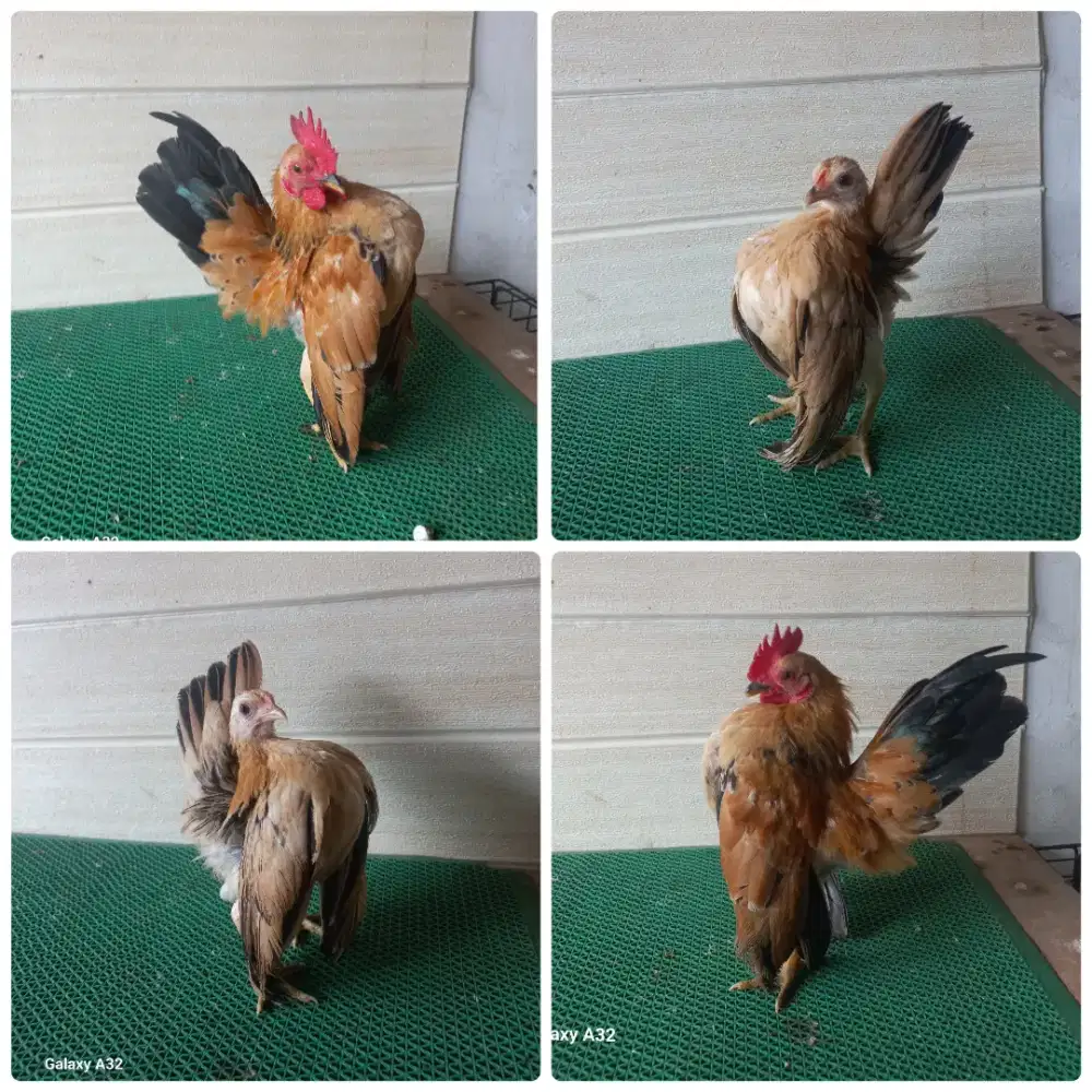 Sepasang ayam serama ajiib