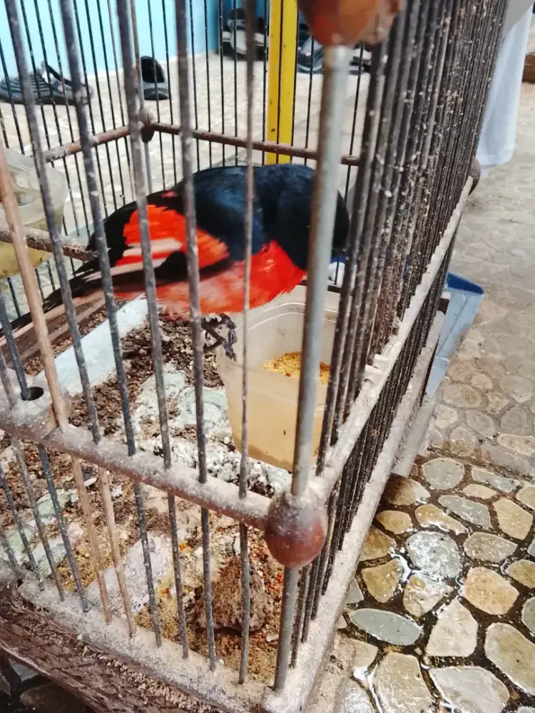 Jual burung mantenan gede