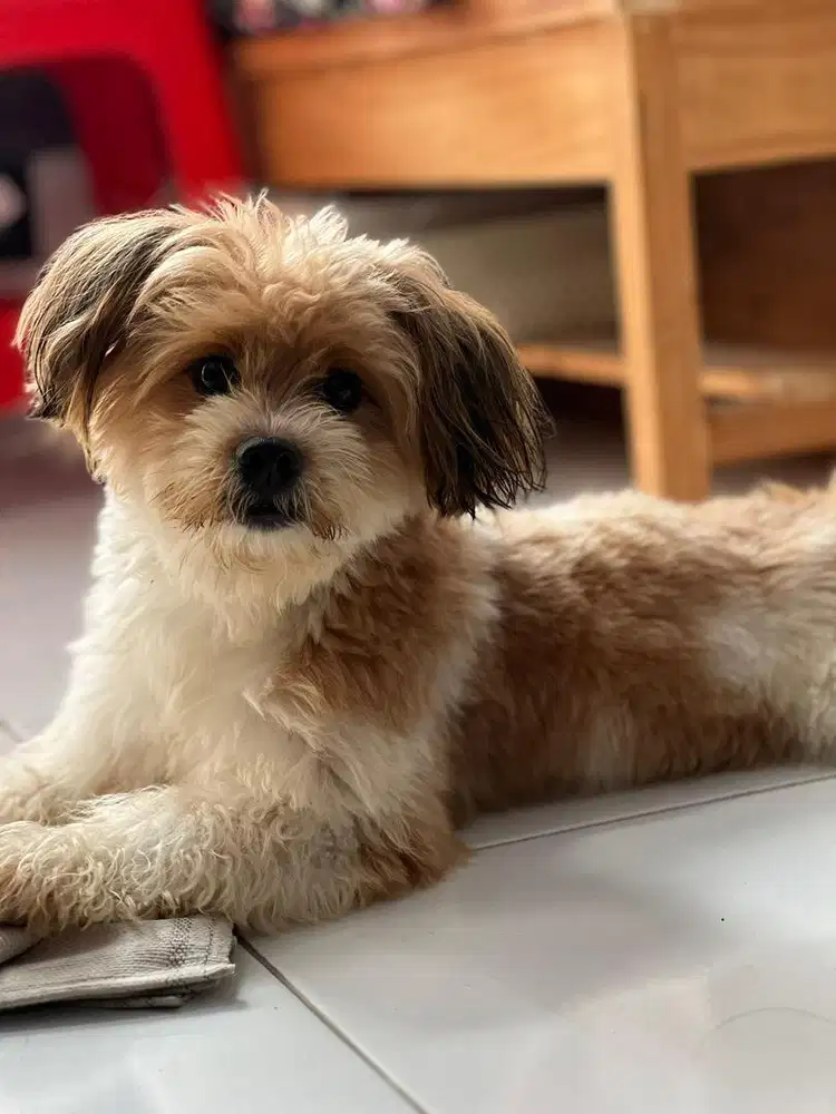 Anjing Shitzu x Corgi