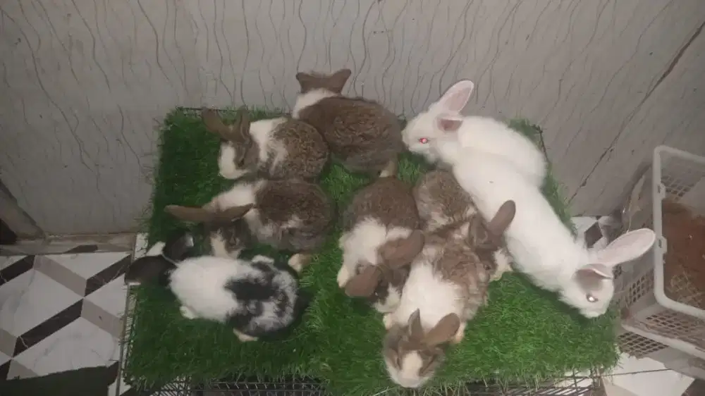 Kelinci lokal sapihan