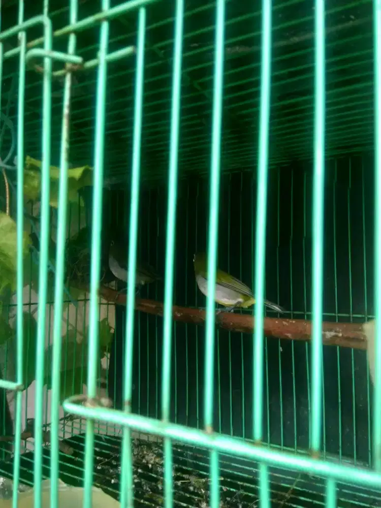 Burung L E C I sepasang murah