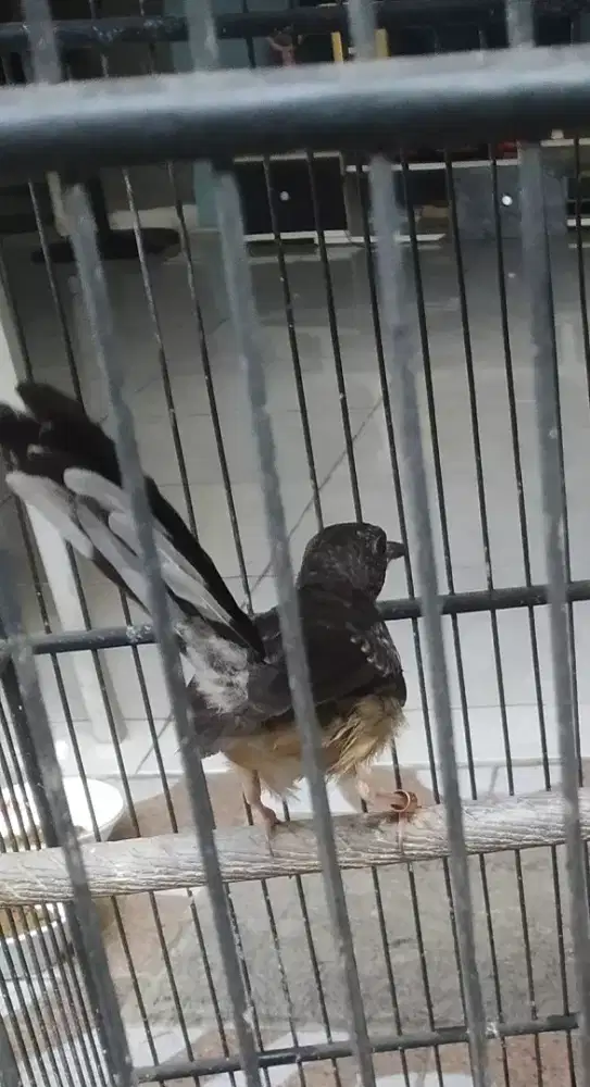 Murai baru trotol jantan prospek