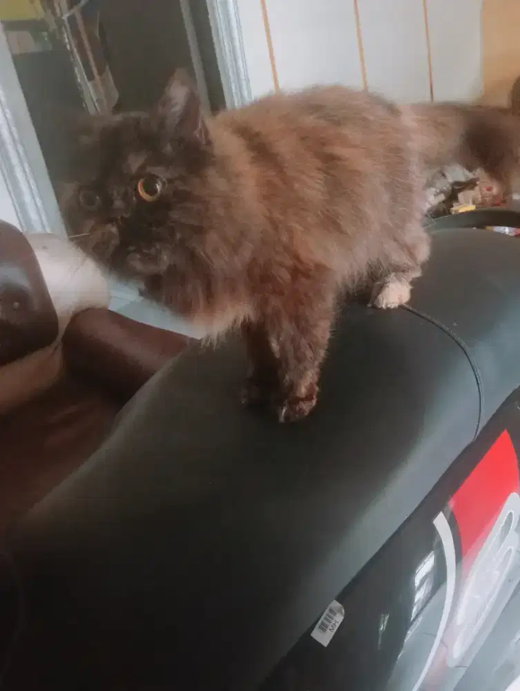 Kucing Persia betina