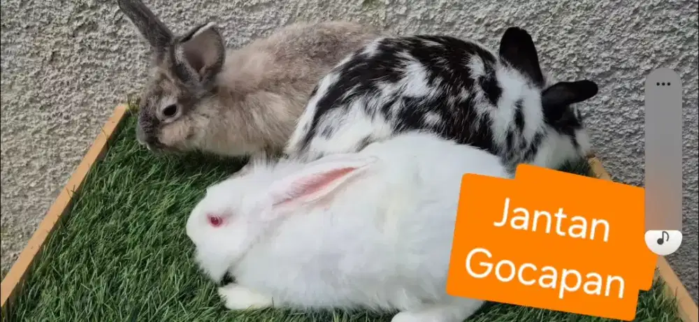 Kelinci Lokal, ND Siap Kawin