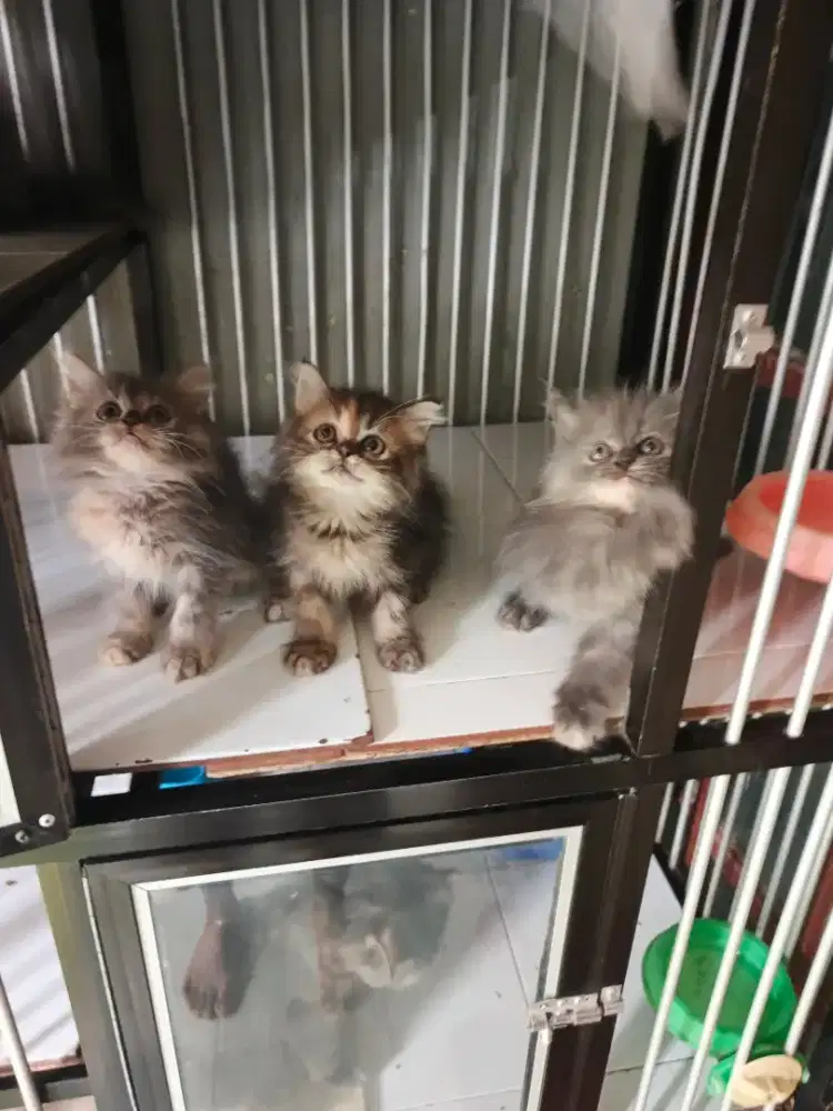 Persia betina 2,5 bulan