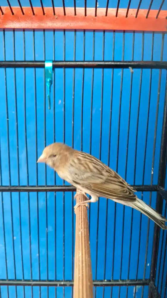 Kenari isian jalak suren