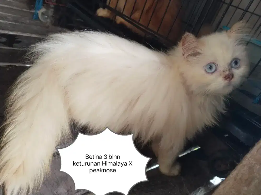 Kitten betina keduanya keturunan pesek
