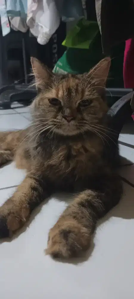 Persia medium dewasa