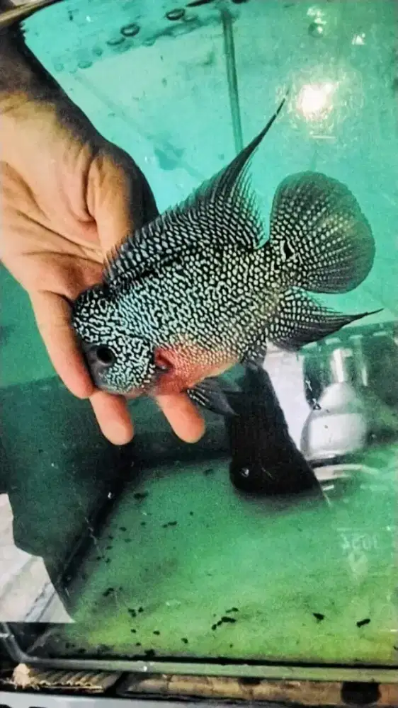 Louhan cencu jenong murah