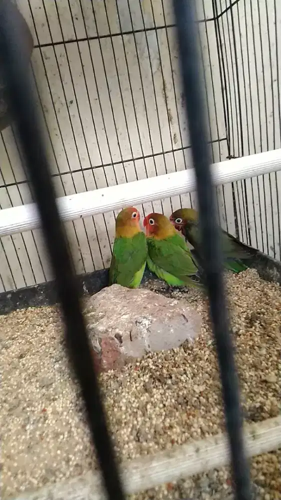 anakan burung umur +-2blnt