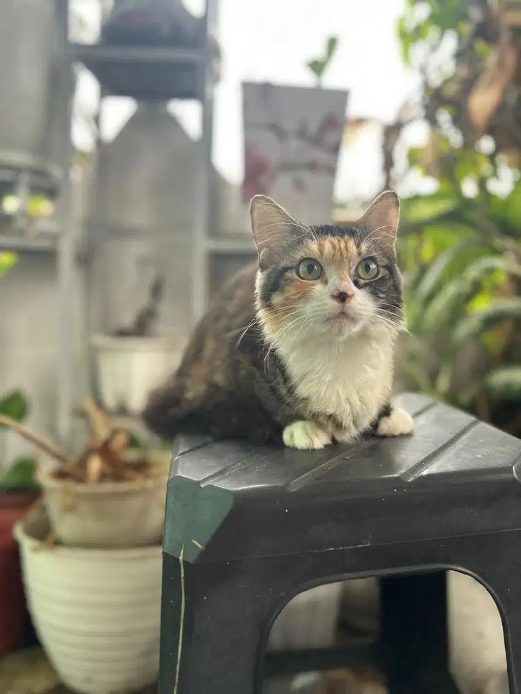 Munckin(cebol) betina 4bln