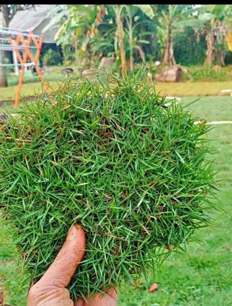 Rumput hidup type Swiss