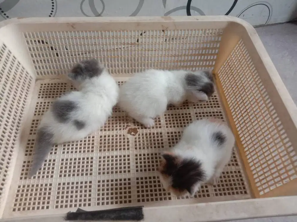 Kucing Kitten Munchkin