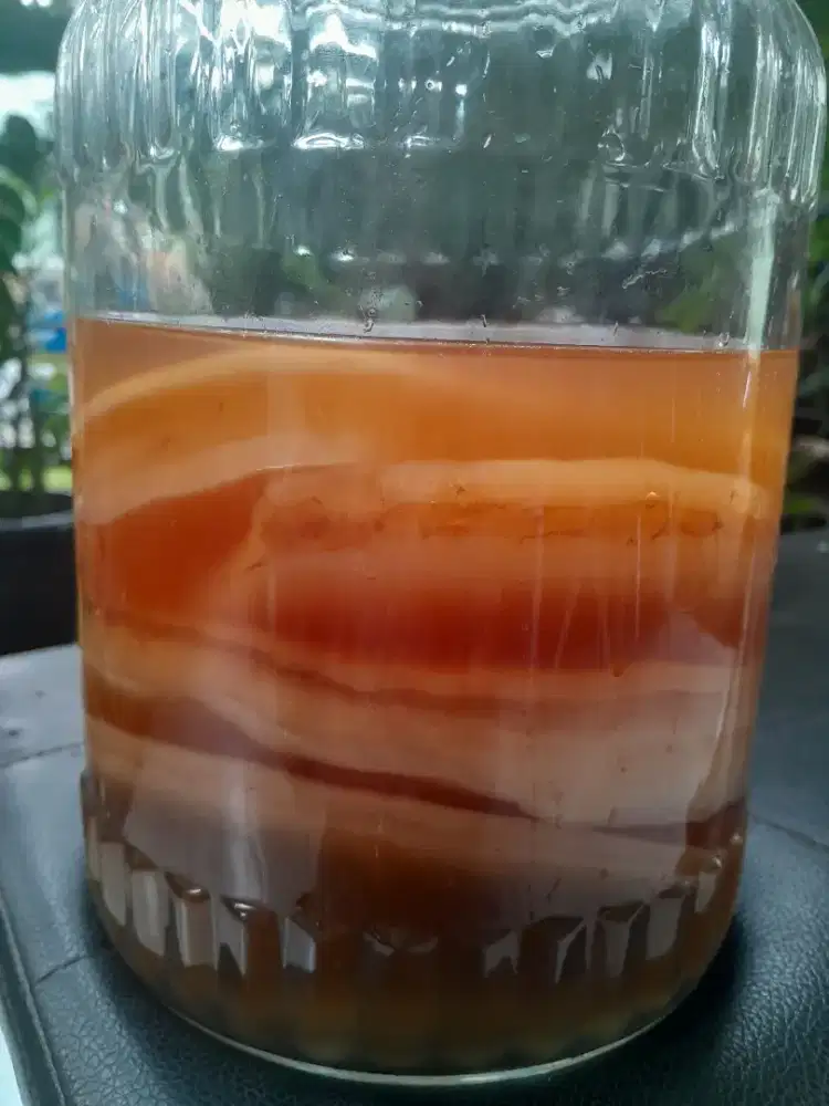 Jual Bibit scooby organik tebal + starter  diameter 14 cm