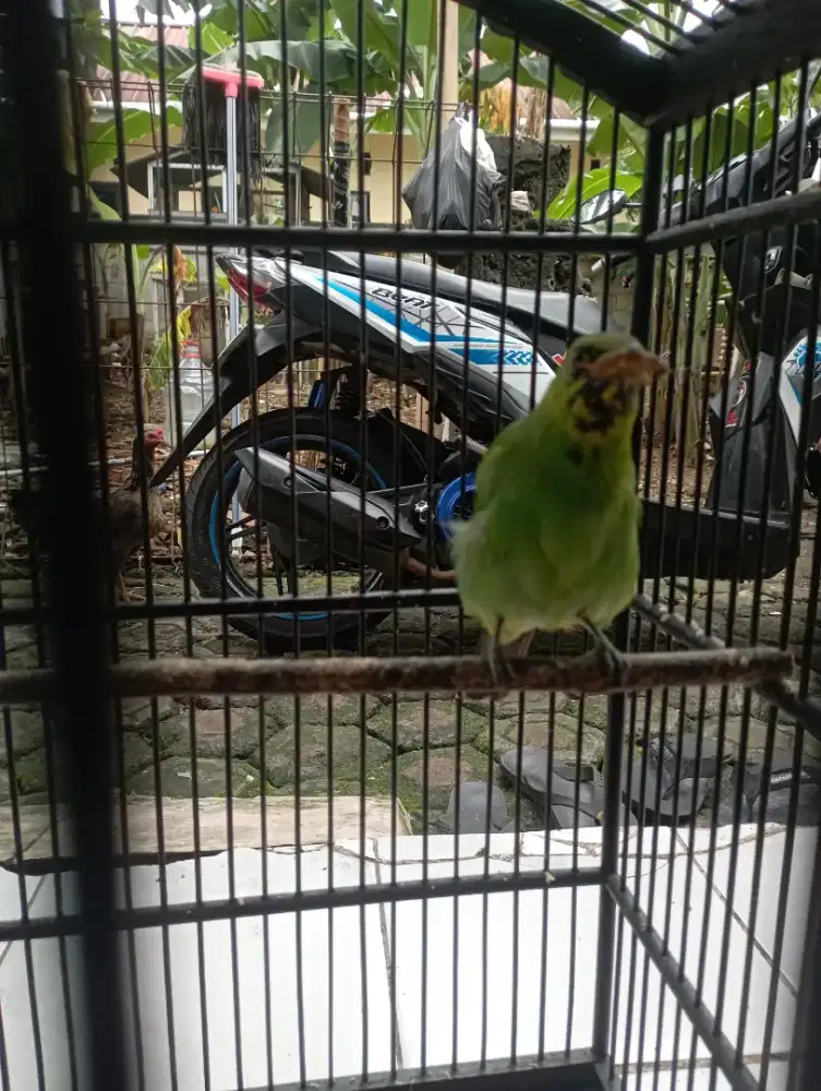 Burung murai kembang trotol gacorr jantan prospek