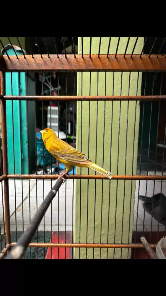 Kenari Isabel sudah Gacor