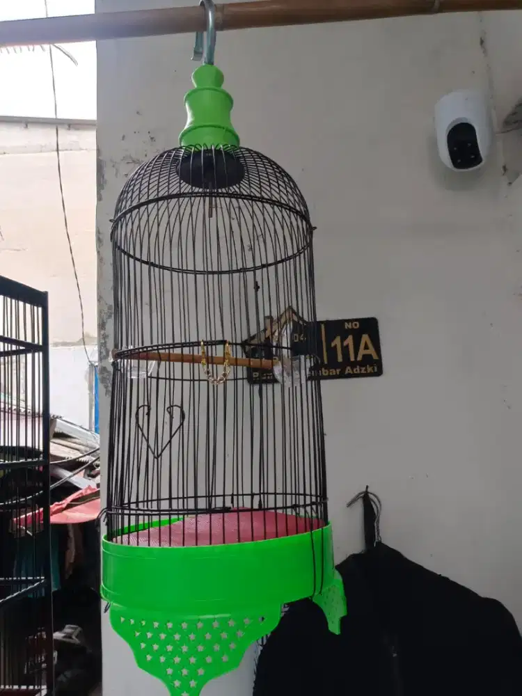 Kandang Pleci, Prenjak, Ciblek, & Dll.