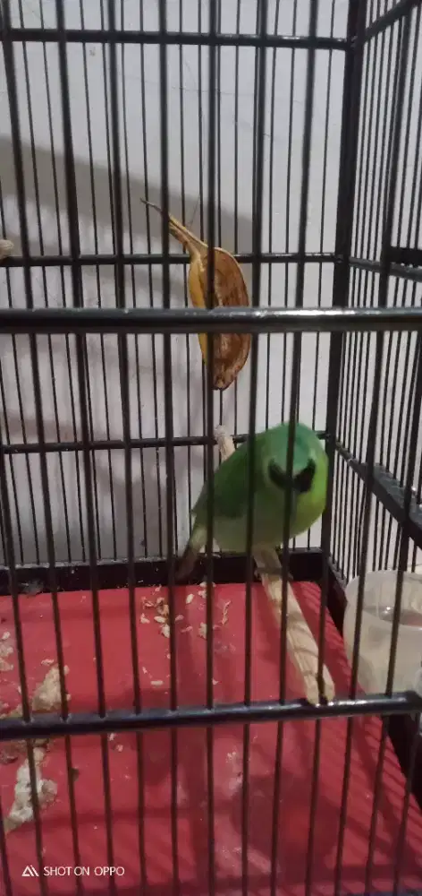 Jual kenari burja nego