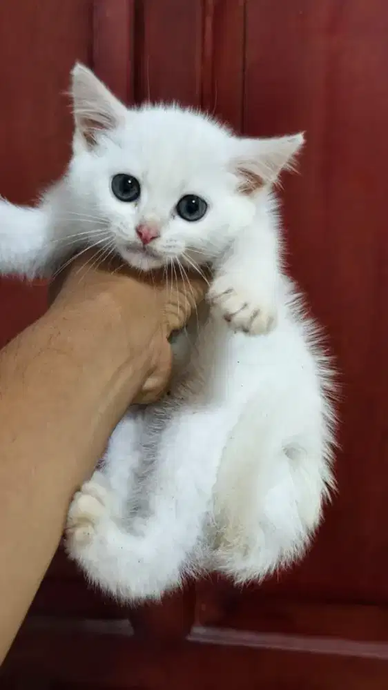 Kucing anggora putih bersih sehat pintar
