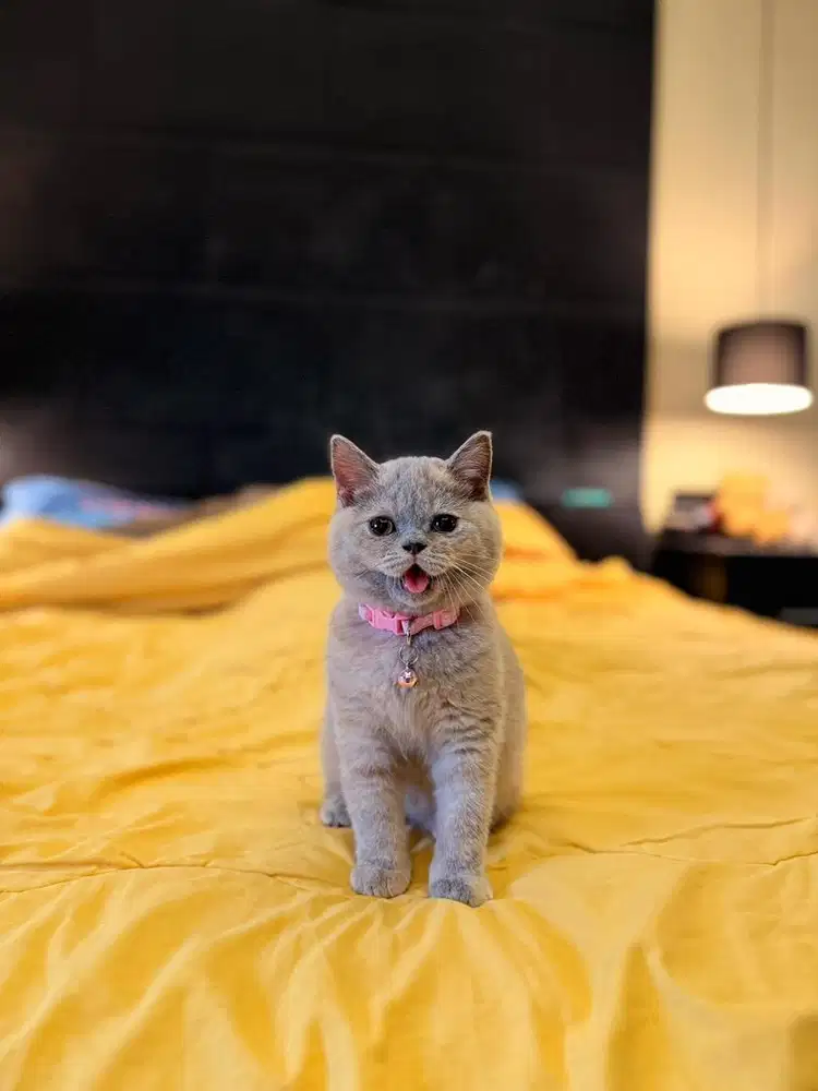 british shorthair bsh betina