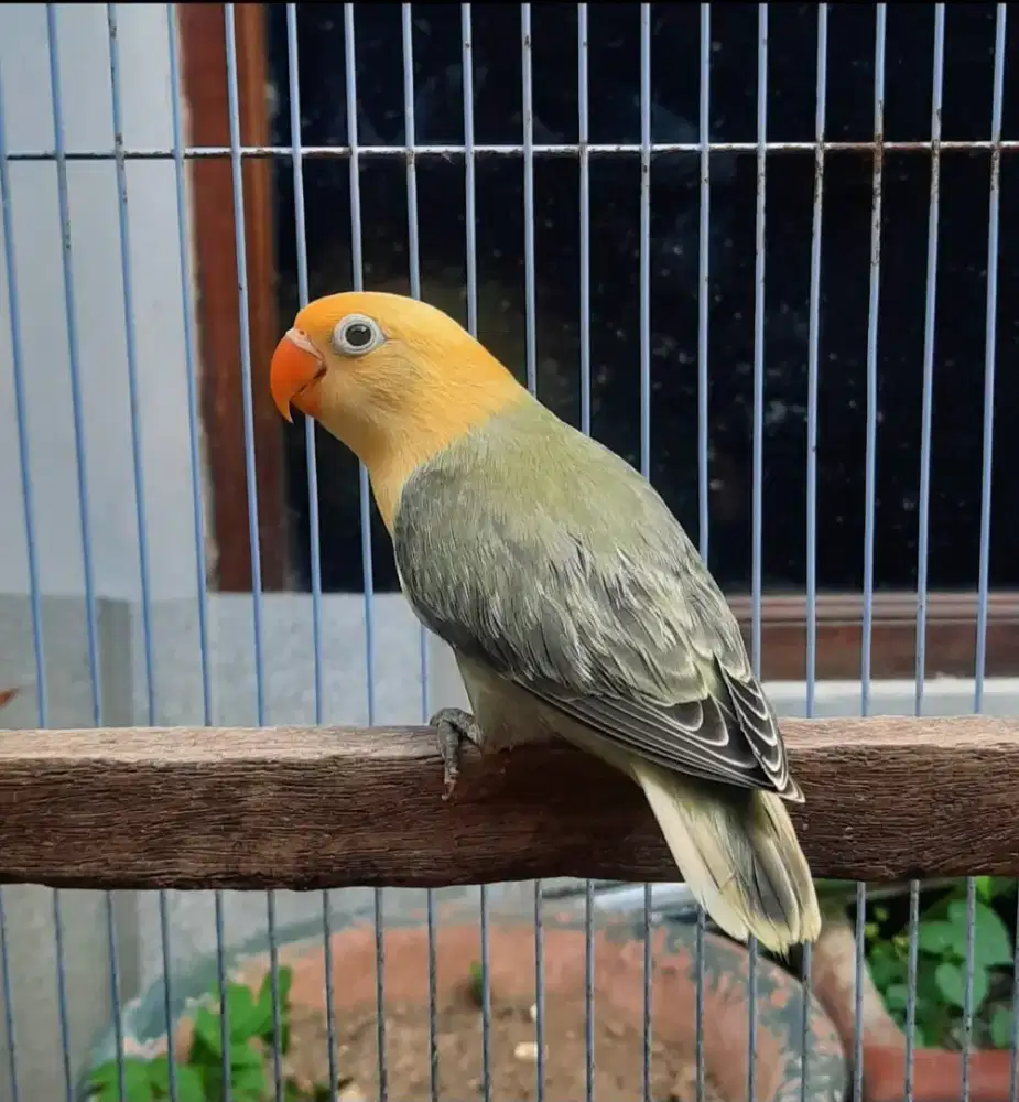 Lovebird Biola Parblue Mouve bagus