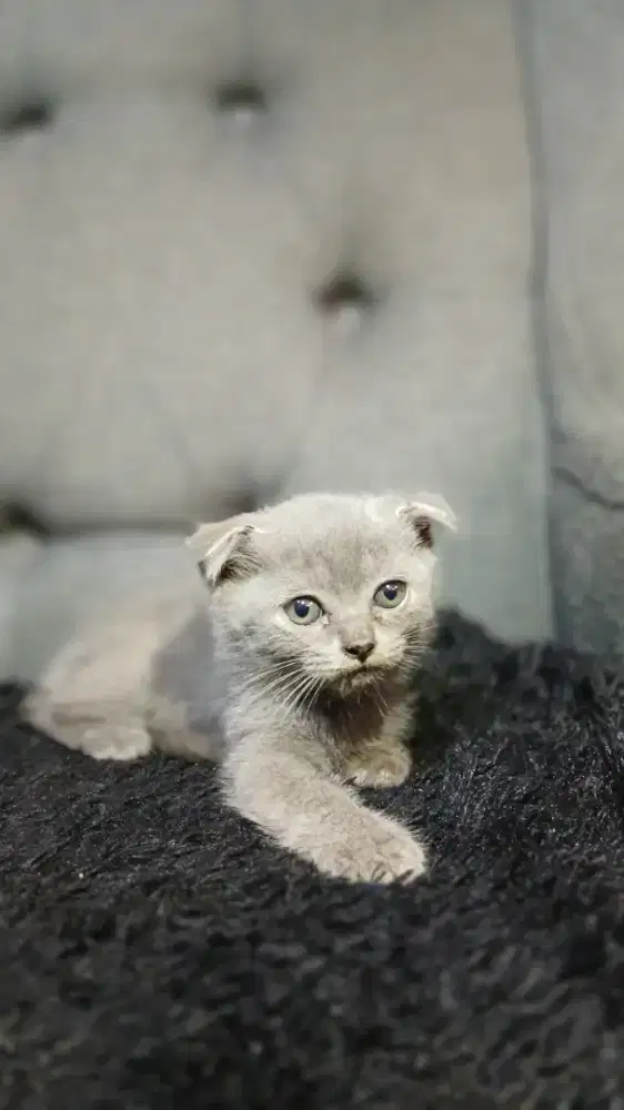 Open adopt kitten british short hair scottish jantan blue solid