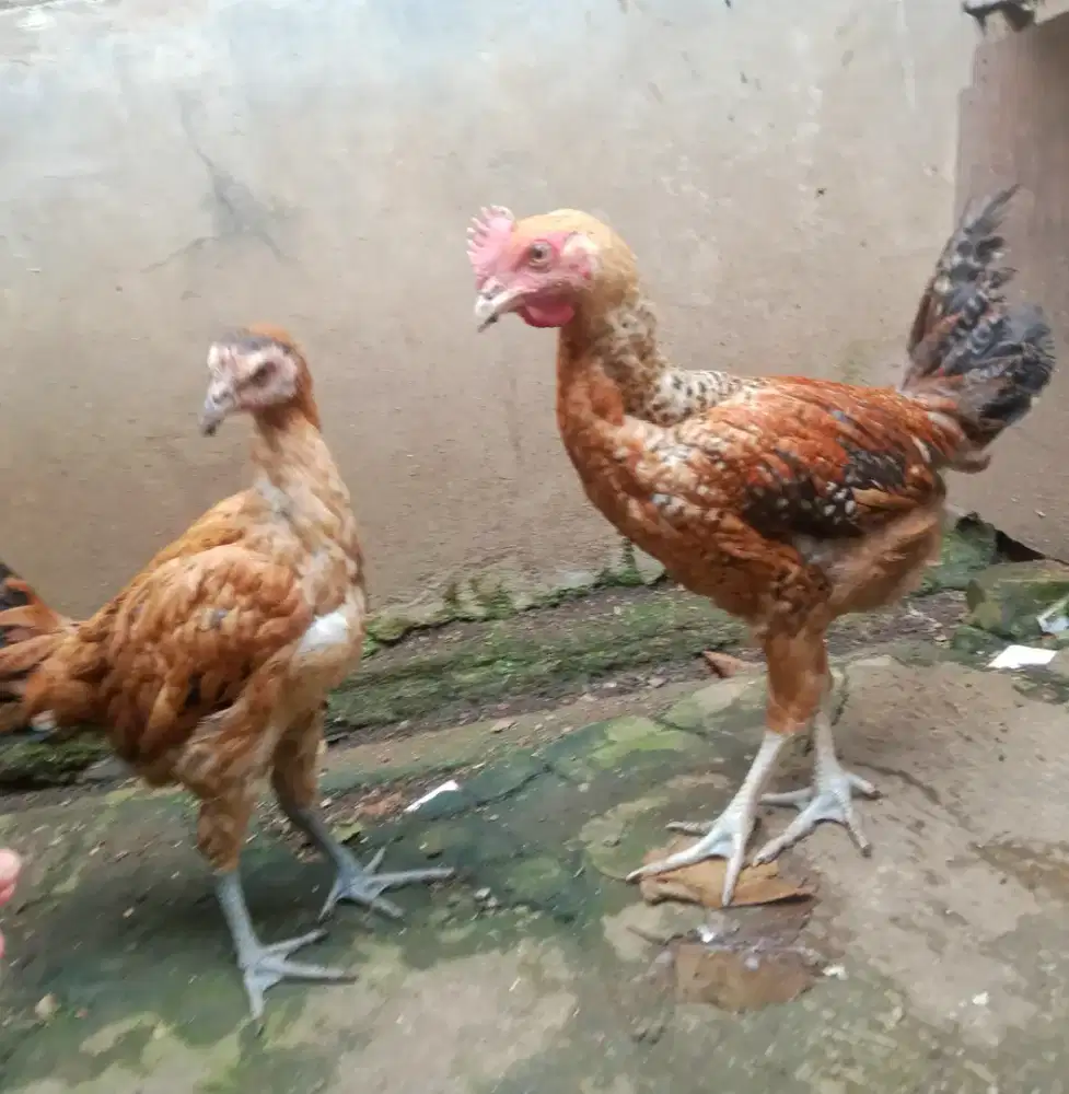 AYAM PELUNG SEPASANG