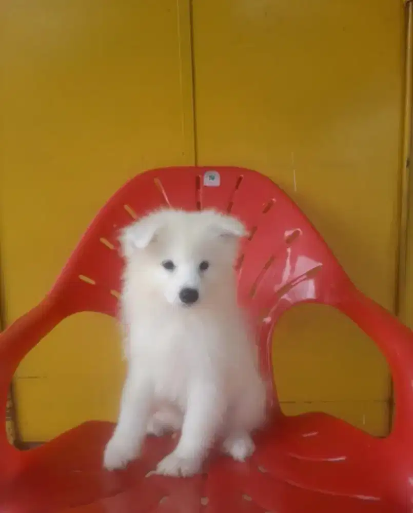 ANAK ANJING SAMOYED STAMBUM, VAKSIN, CHIP. HIGH QUALITY!