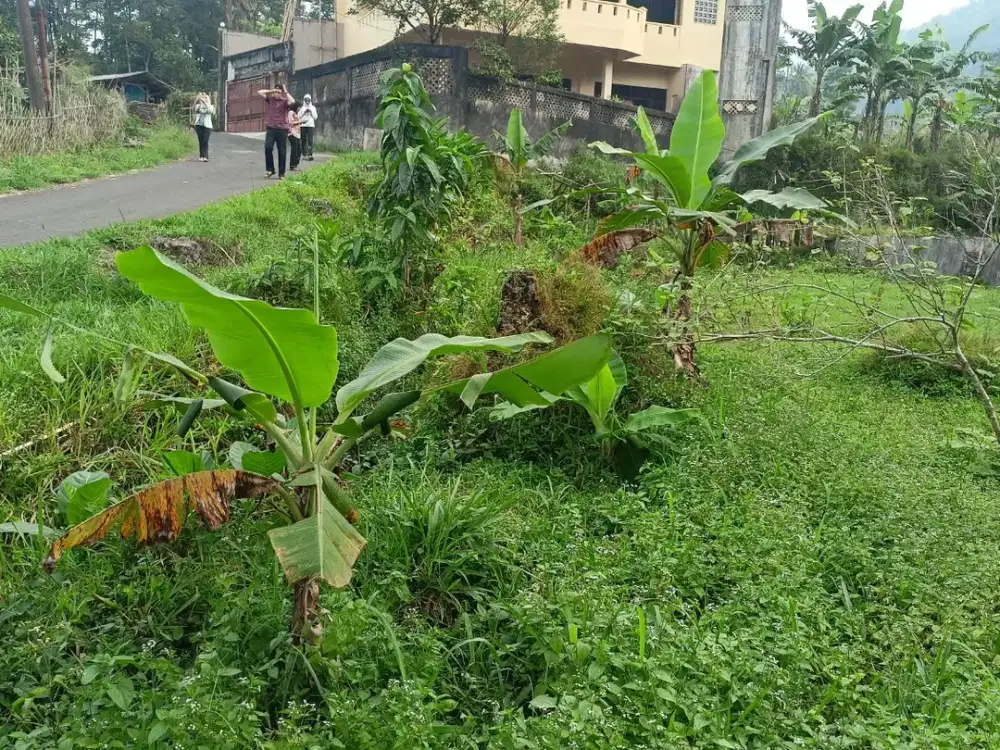 Free SHM 6 Menit Jalan Raya Cijeruk Kavling Potensial Harga Murah