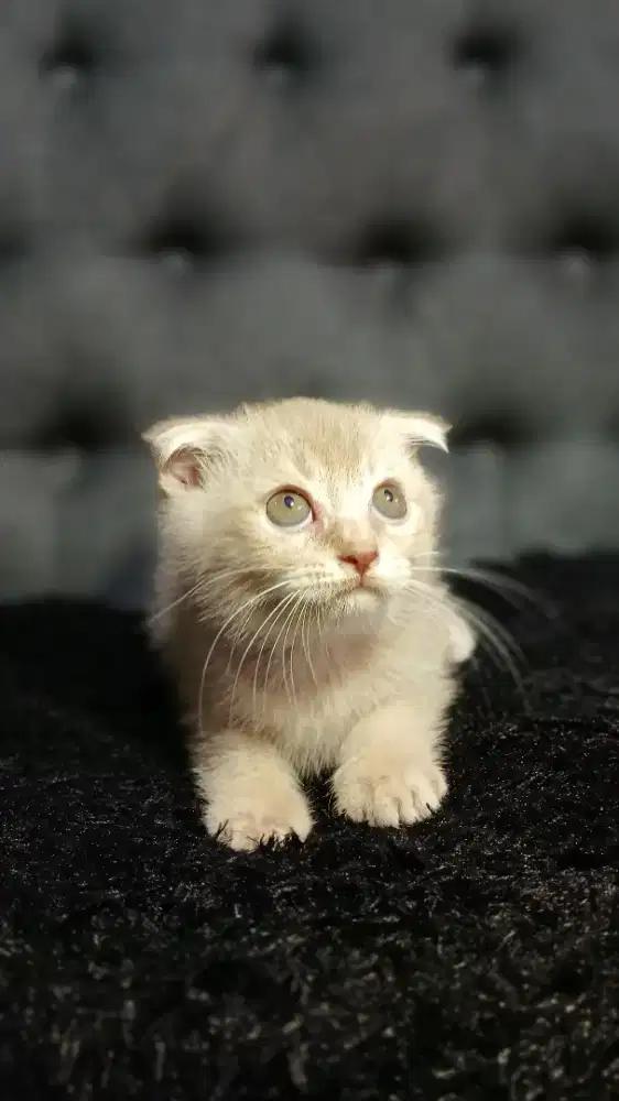 Open adopt kitten british short hair scottish jantan cream