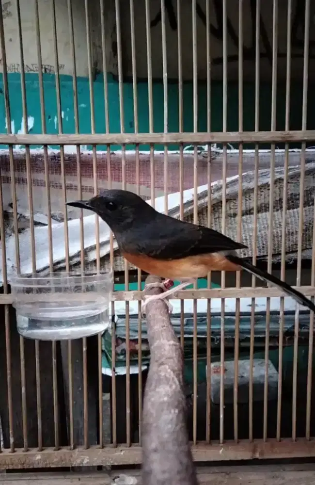 Murai Batu Medan Bahorok Blorok Jantan Split Panda Badan Gede Fighter