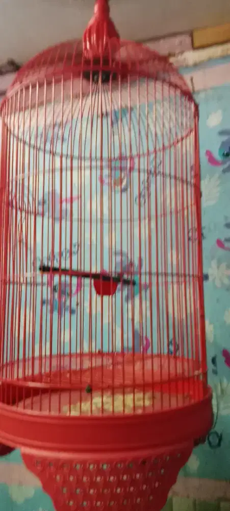 kandang besi lb masih gress