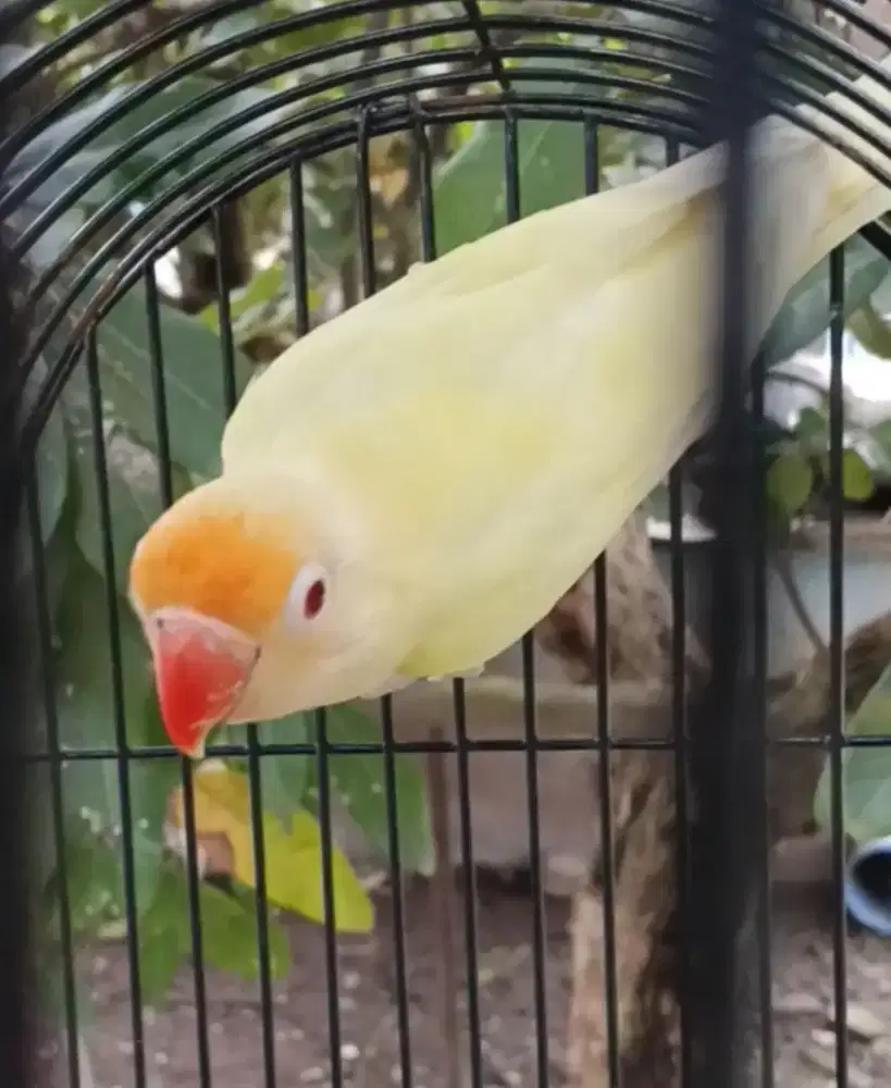 Lovebird  cremino MM