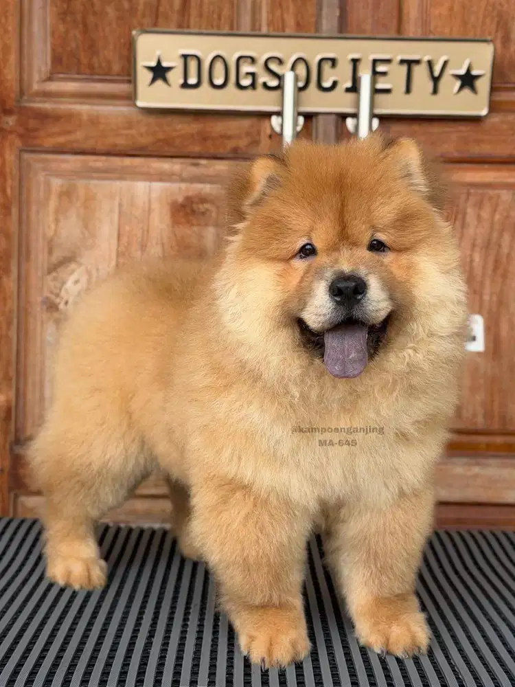 Chow Chow Menggemaskan Seperti Boneka