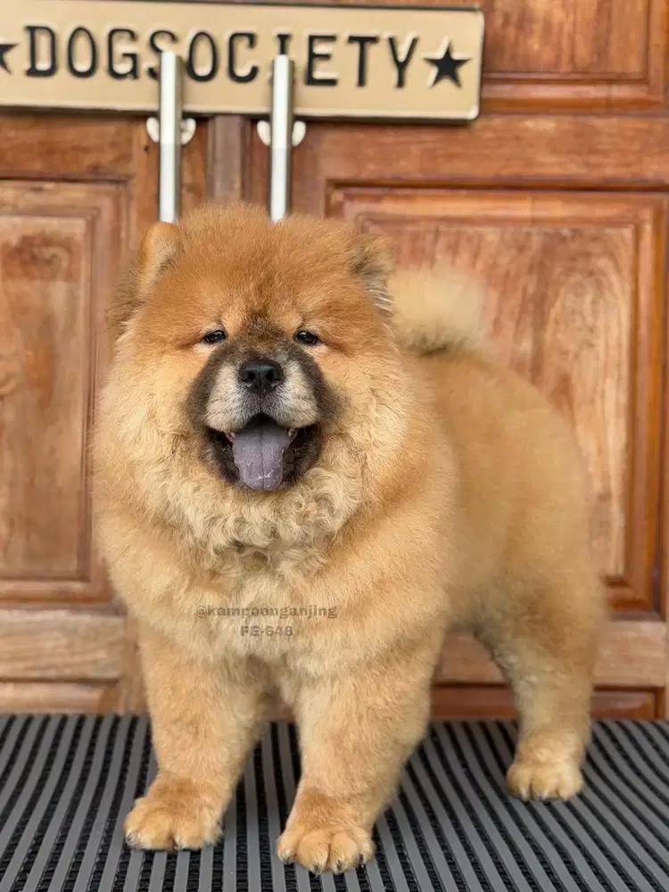 Chow Chow Fluffy Manis dan Ceria