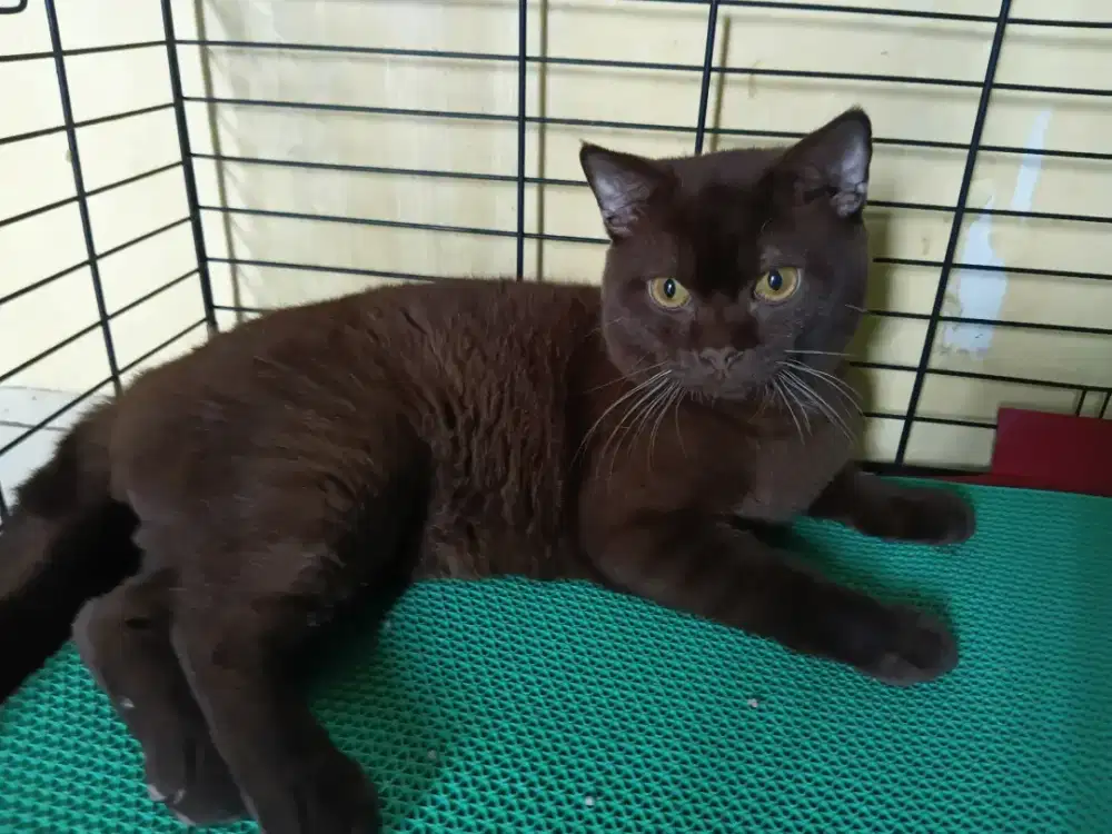 Bsh pure choco solid jantan 1tahun