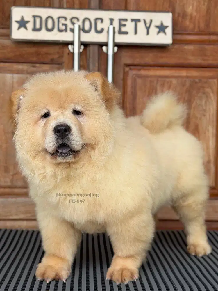 Chow Chow Anjing Fluffy dan Unik