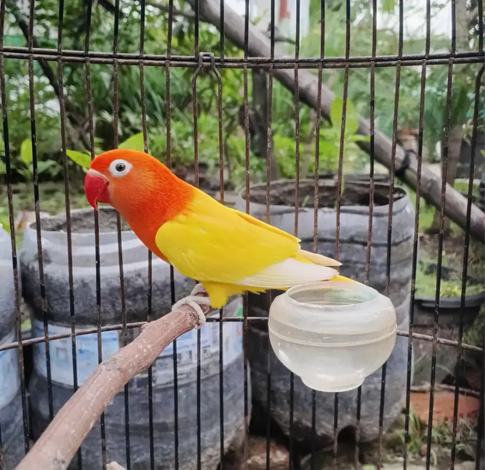 Lovebird biola lutino MH