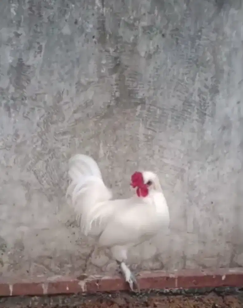 Ayam kapas poland premium indukan