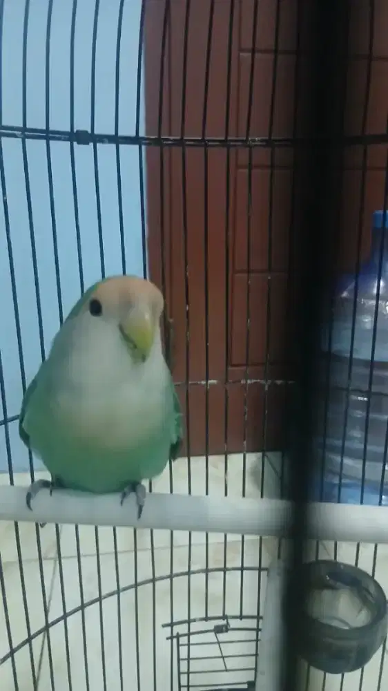 Burung lovebird non klep