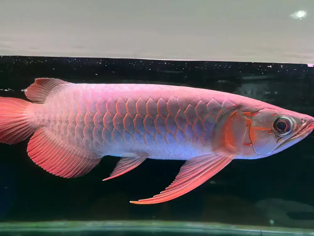 Arwana super red special dayung