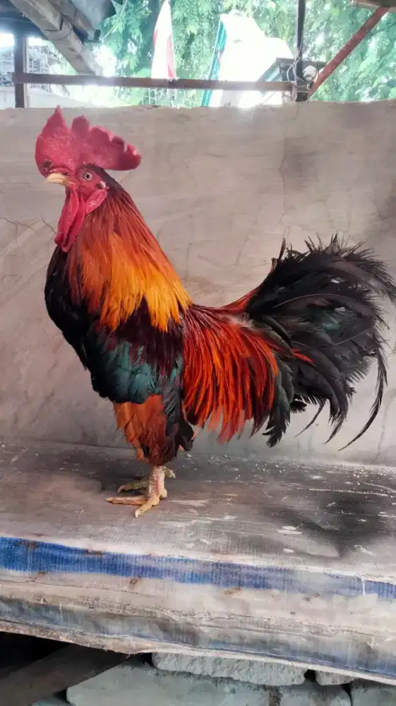 Ayam Hutan Merah Ras Sumatera Jinak Mulus Warna Antik Buat Aviari