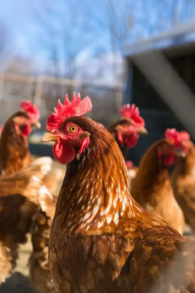 Ayam Petelur Ayam Siap Bertelur
