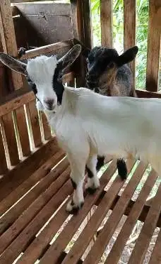 sepasang anakan kambing pygmi mini F1 F2 4 bulanan exotik TB 35cm unik