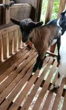 sepasang anakan kambing pygmi mini F1 F2 4 bulanan exotik TB 35cm unik