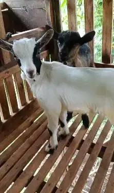 sepasang anakan kambing mini pygmi 4 bulanan TB 35cm F1 F2 exotik unik