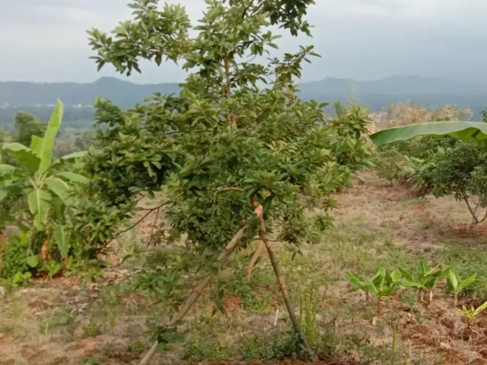 Tanah di dekat Kawasan Wisata Guci