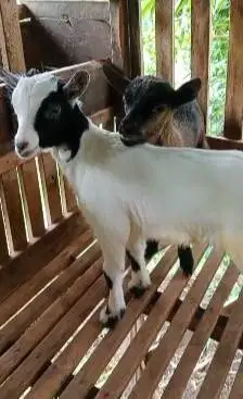 sepasang anakan kambing mini pygmi F1 F2 4 bulanan exotik TB 35cm unik
