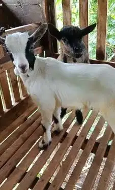 sepasang anakan kambing mini pygmi F1 F2 4 bulanan exotik TB 35cm unik
