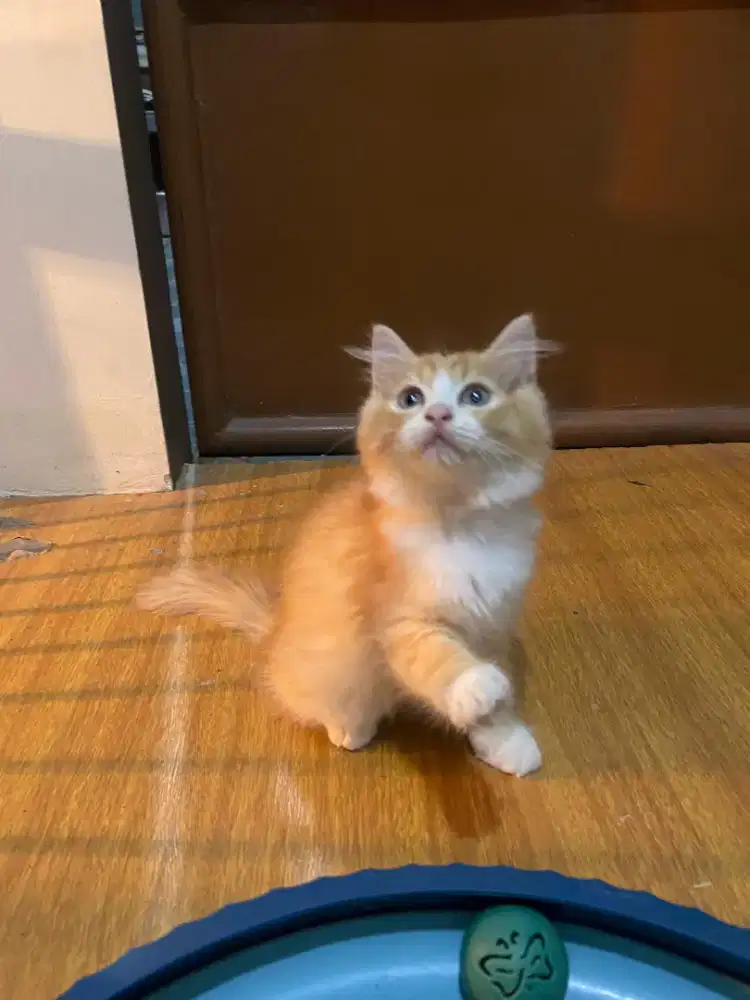 Kucing Persia Bigbone